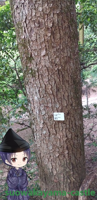 宮島のモミの木