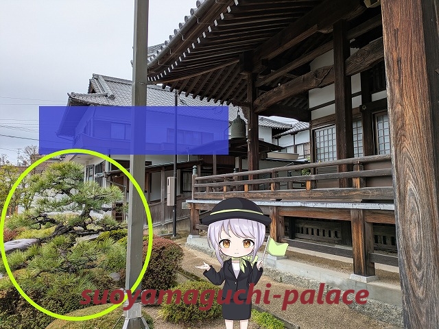 専徳寺・「鶴翼の松」