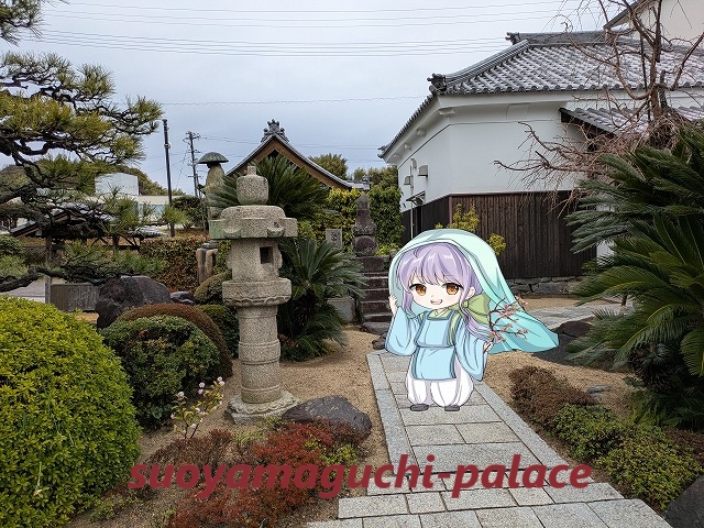 専徳寺・ソテツ