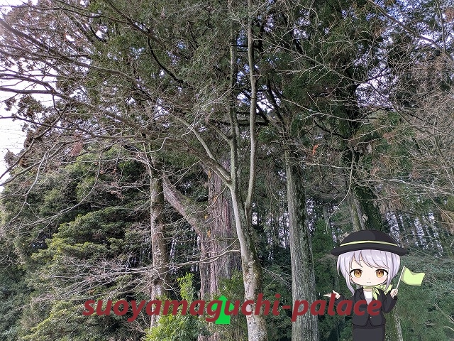 飛龍八幡宮・大玉杉