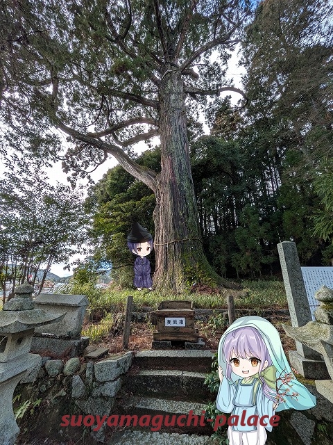 飛龍八幡宮・大玉杉