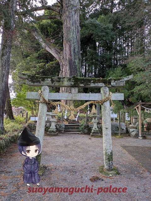 飛龍八幡宮・大玉杉2